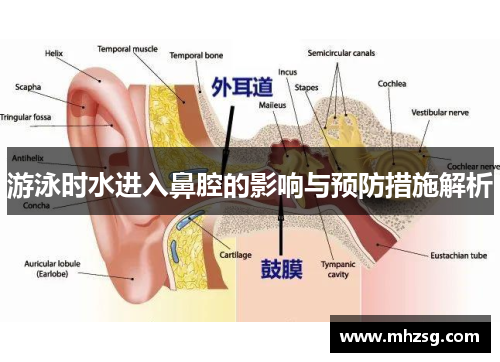 游泳时水进入鼻腔的影响与预防措施解析